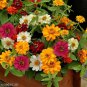 Home Garden Decoration Plant - 100 Seeds