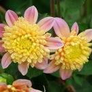 Honey Dahlia Pinnata Flower - 20 Seeds