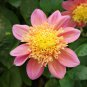 Honey Dahlia Pinnata Flower - 20 Seeds