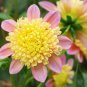 Honey Dahlia Pinnata Flower - 20 Seeds