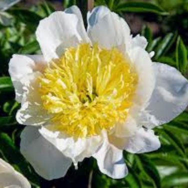 Honey Gold White Peony Plant Flowers - 5 Seeds