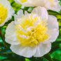 Honey Gold White Peony Plant Flowers - 5 Seeds