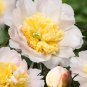 Honey Gold White Peony Plant Flowers - 5 Seeds