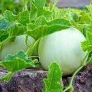 Honeydew Sweet Melon - 20 Seeds Honeydew Sweet Melon - 20 Seeds