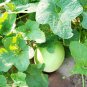 Honeydew Sweet Melon - 20 Seeds