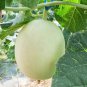 Honeydew Sweet Melon - 20 Seeds