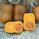 Honeynut Squash Butternut Vegetable - 10 Seeds