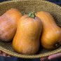 Honeynut Squash Butternut Vegetable - 10 Seeds