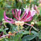 Honeysuckle Vine Plant - 100 Seeds