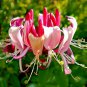 Honeysuckle Vine Plant - 100 Seeds