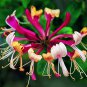 Honeysuckle Vine Plant - 100 Seeds