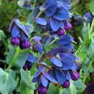 Honeywort Blue Shrimp Plant Blue Wax Flowers Seeds Honeywort Blue Shrimp Plant Blue Wax Flowers Seeds