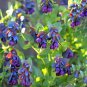 Honeywort Blue Shrimp Plant Blue Wax Flowers Seeds