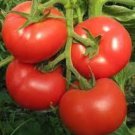 'Honglian' Small Big Mixed Dark Red Tomato Hybrid F1 Tomato - 100 Seeds 'Honglian' Small Big Mixed Dark Red Tomato Hybrid F1 Tomato - 100 Seeds