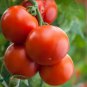 'Honglian' Small Big Mixed Dark Red Tomato Hybrid F1 Tomato - 100 Seeds