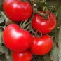 'Honglian' Small Big Mixed Dark Red Tomato Hybrid F1 Tomato - 100 Seeds