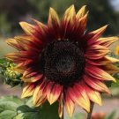 'Hongyun' Dark Red Sunflower  -15 Seeds