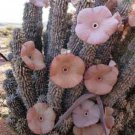 Hoodia gordonii Seed South African Weight Loss Plant - 1 Seeds