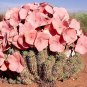 Hoodia gordonii Seed South African Weight Loss Plant - 1 Seeds