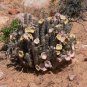 Hoodia gordonii Seed South African Weight Loss Plant - 1 Seeds
