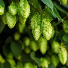 Hops Humulus lupulus Bonsai - 100 Seeds