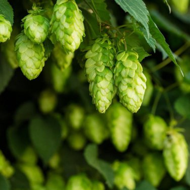 Hops Humulus lupulus Bonsai - 100 Seeds