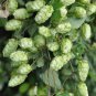Hops Humulus lupulus Bonsai - 100 Seeds