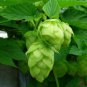 Hops Humulus lupulus Bonsai - 100 Seeds