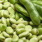 Horsebean Seeds Bonsai Nutrient-rich Vicia Faba - 6 Seeds