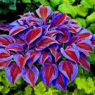 Hosta Bonsai Perennials Plantain Beautiful Lily Flower - 200 Seeds