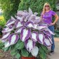Hosta Bonsai Perennials Plantain Beautiful Lily Flower White - 200 Seeds