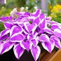 Hosta Bonsai Perennials Plantain Beautiful Lily Flower White - 200 Seeds
