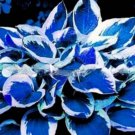 Hosta Bonsai Perennials Plantain Beautiful Lily Flower White Lace Home Garden - Hosta Bonsai Perennials Plantain Beautiful Lily Flower White Lace Home Garden -