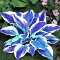 Hosta Bonsai Perennials Plantain Beautiful Lily Flower White Lace Home Garden -