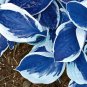Hosta Bonsai Perennials Plantain Beautiful Lily Flower White Lace Home Garden -