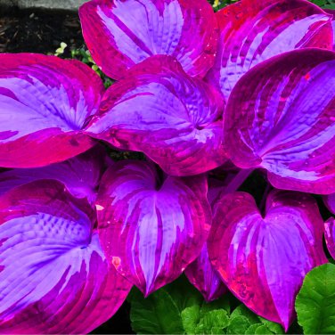 Hosta Seeds 2 Colors Available - 200 Seeds