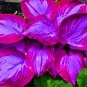 Hosta Seeds 2 Colors Available - 200 Seeds