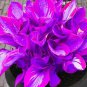 Hosta Seeds 2 Colors Available - 200 Seeds