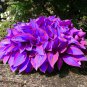 Hosta Seeds 2 Colors Available - 200 Seeds