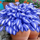 Hosta Blue Color - 200 Seeds Hosta Blue Color - 200 Seeds