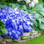Hosta Blue Color - 200 Seeds