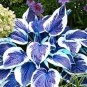 Hosta Blue Color - 200 Seeds