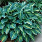 Hosta Seeds Bright Fresh Green Color - 200 Seeds Hosta Seeds Bright Fresh Green Color - 200 Seeds