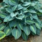 Hosta Seeds Bright Fresh Green Color - 200 Seeds