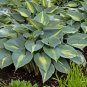 Hosta Seeds Bright Fresh Green Color - 200 Seeds