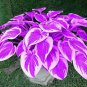 Hosta Fragrant Plantain Lily Bonsai Perennial Flower - 200 Seeds