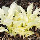 Hosta Fragrant Plantain Lily Bonsai Perennial Flower for Home - 200 Seeds Hosta Fragrant Plantain Lily Bonsai Perennial Flower for Home - 200 Seeds