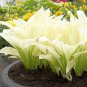 Hosta Fragrant Plantain Lily Bonsai Perennial Flower for Home - 200 Seeds