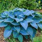 Hosta Seeds Greyish Blue Color - 200 Seeds