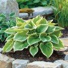 Hosta Seeds Light Army Green With Greyish White Edge - 200 Seeds Hosta Seeds Light Army Green With Greyish White Edge - 200 Seeds